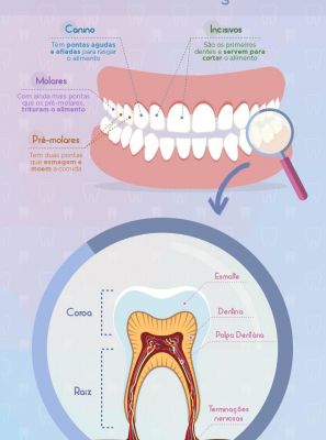 Classificação dos dentes e a função deles na arcada dentária